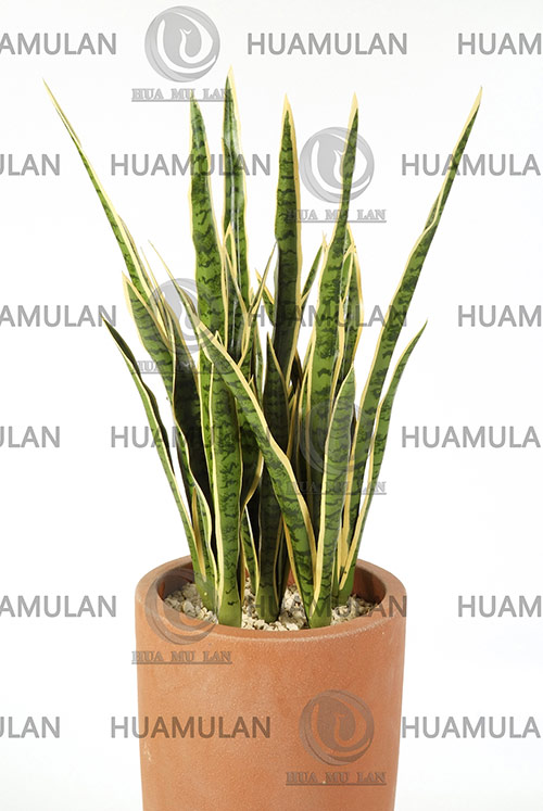 AGEVE-PLANT