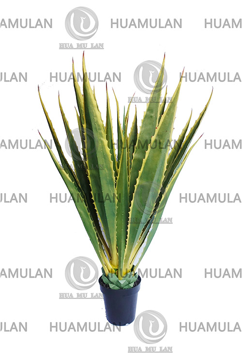 AGEVE-PLANT(23-160CM)