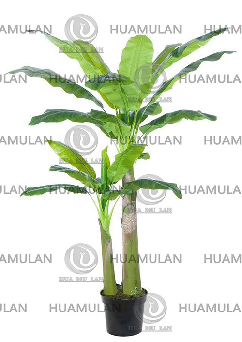 688201-BANANA-(2-250CM)