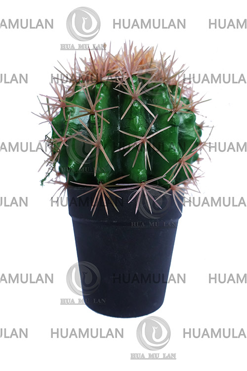 638201-CACTUS(1-15CM)