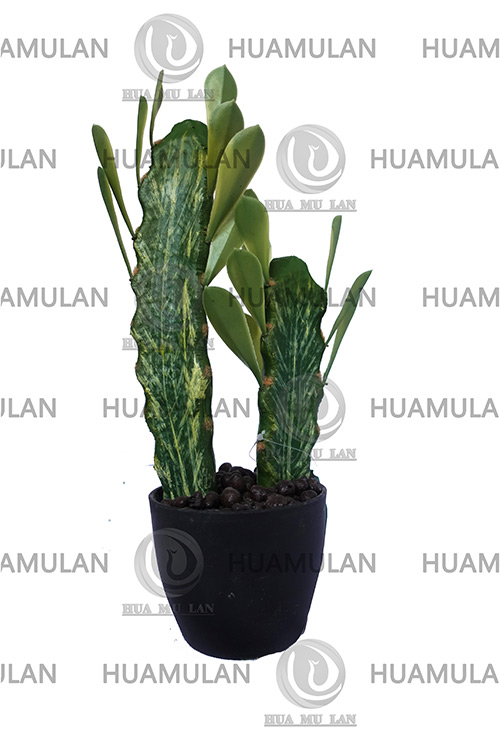 CACTUS(2-36CM)