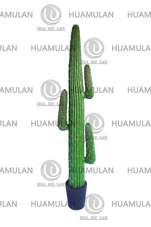 CACTUS(3-178CM)