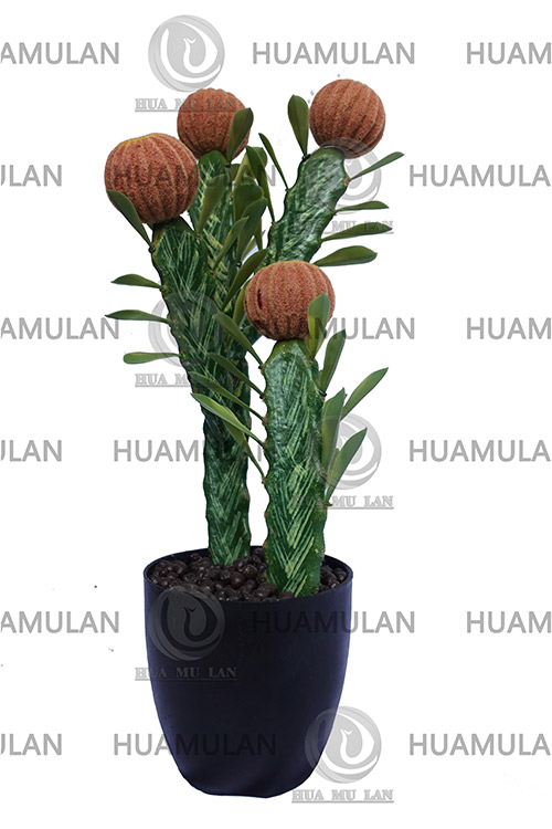 CACTUS-(4-60)