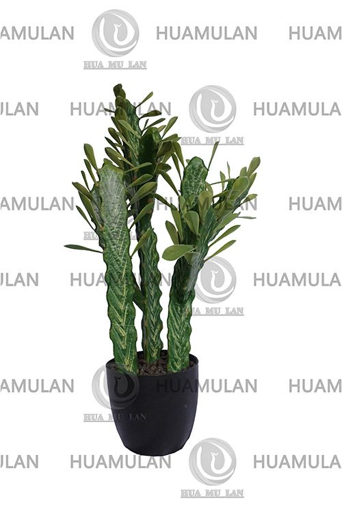 CACTUS(8-75CM)