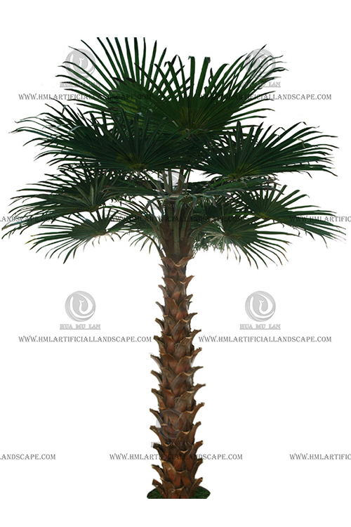 WASHINGTON'S FAN PALM TREE(5M)