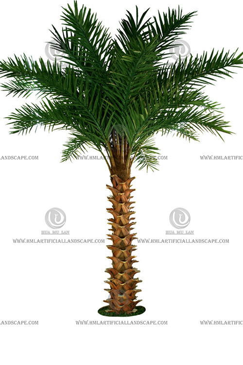 WASHINGTON'S FAN PALM TREE(5M)