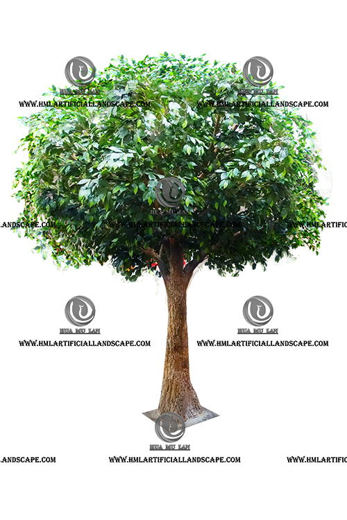 FICUS TREE