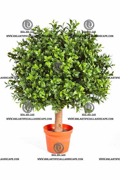 BOXWOOD