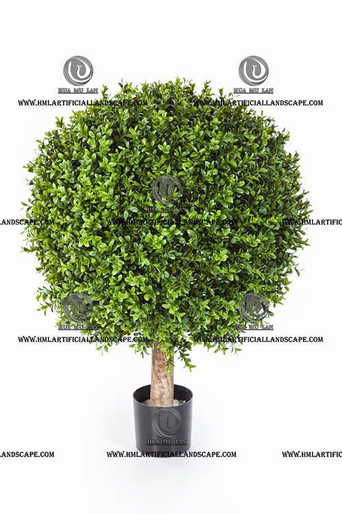 BOXWOOD