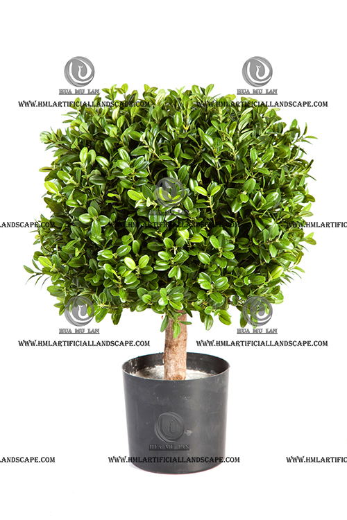 BOXWOOD