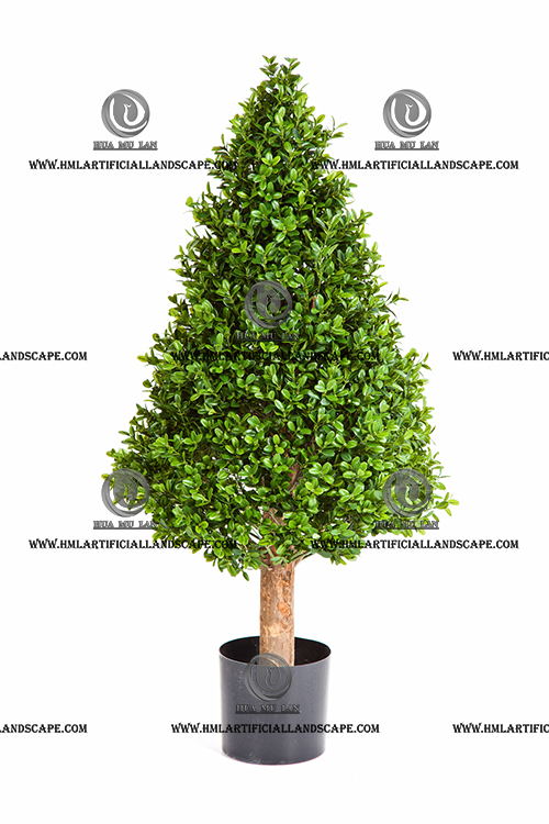 BOXWOOD