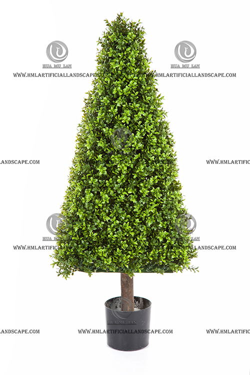 BOXWOOD