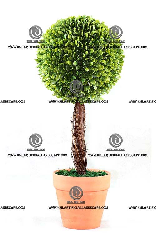 BOXWOOD