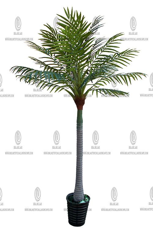 ALEXANDRA PALM