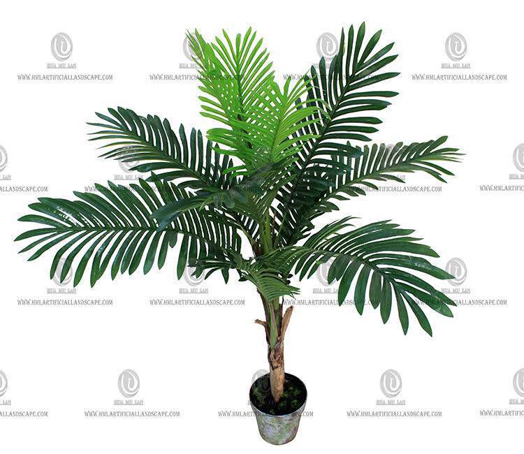 ARECA PALM