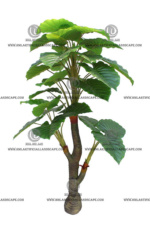 ELEPHANT'S EAR PLANT