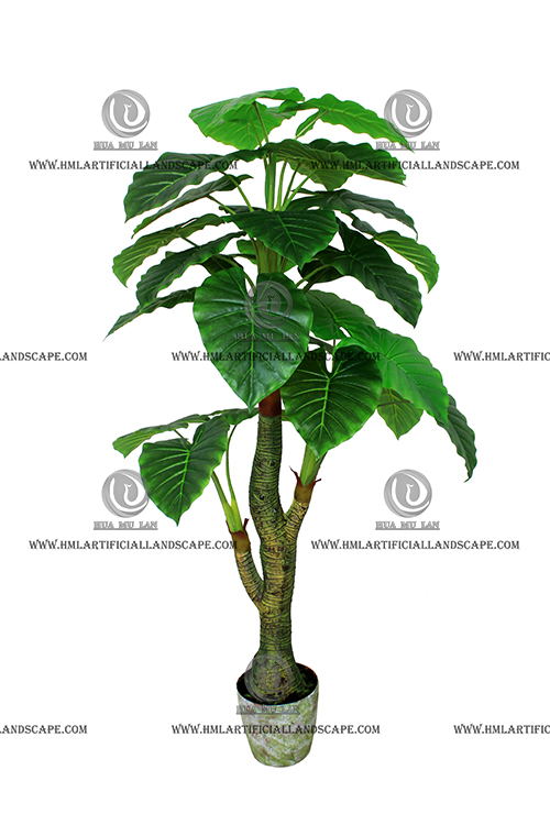 ELEPHANT'S EAR PLANT