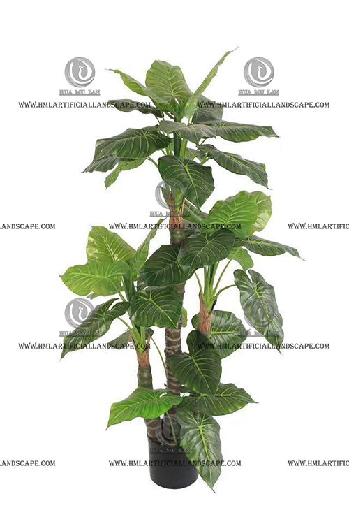 ELEPHANT'S EAR PLANT