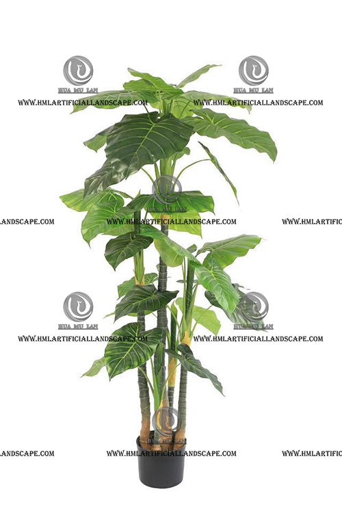 ELEPHANT'S EAR PLANT
