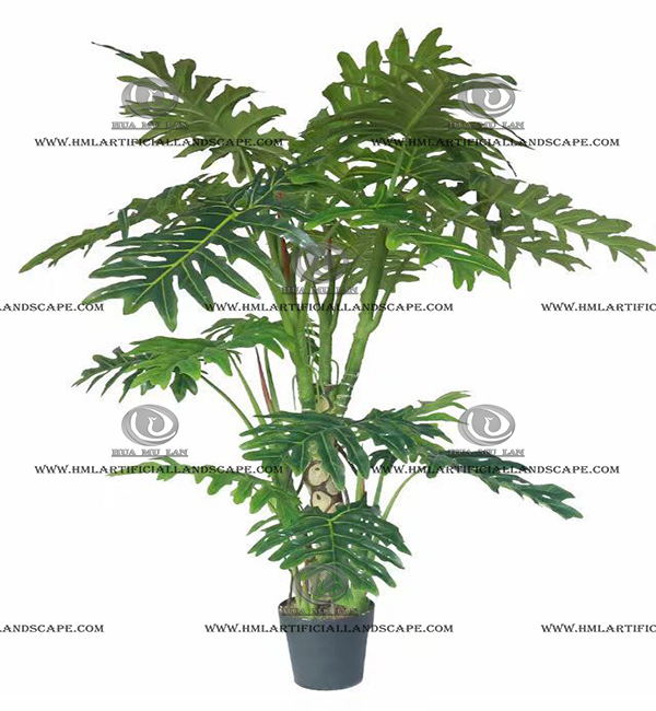 SPLIT PHILO PLANT