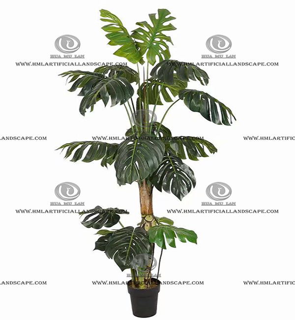 MONSTERA PLANT