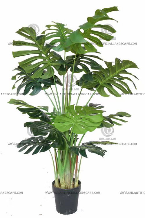 MONSTERA PLANT