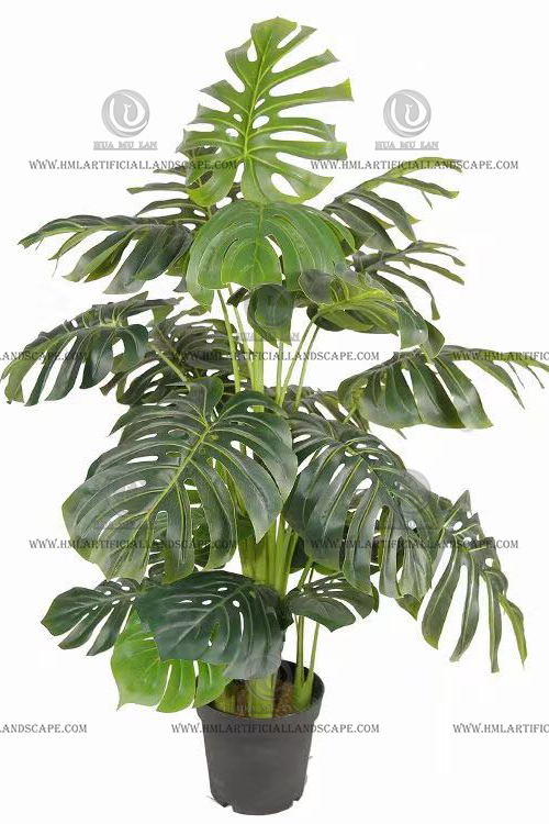 MONSTERA PLANT