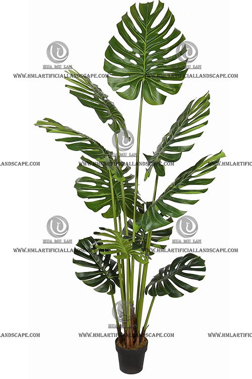 MONSTERA PLANT