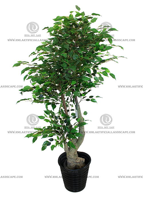 FICUS
