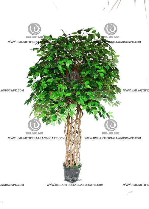 FICUS