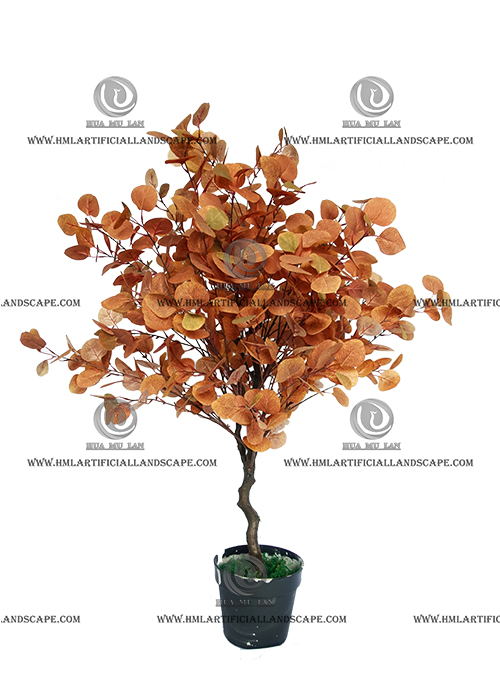 FICUS