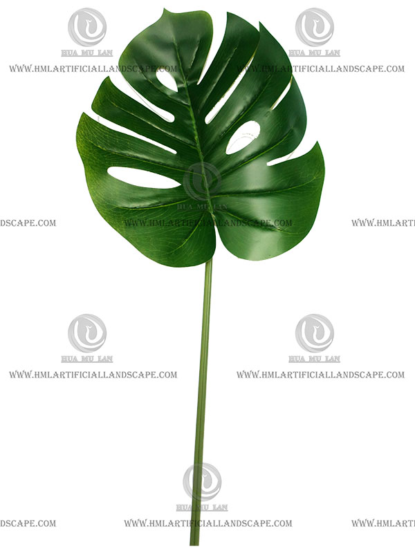 MONSTERA--LEAF
