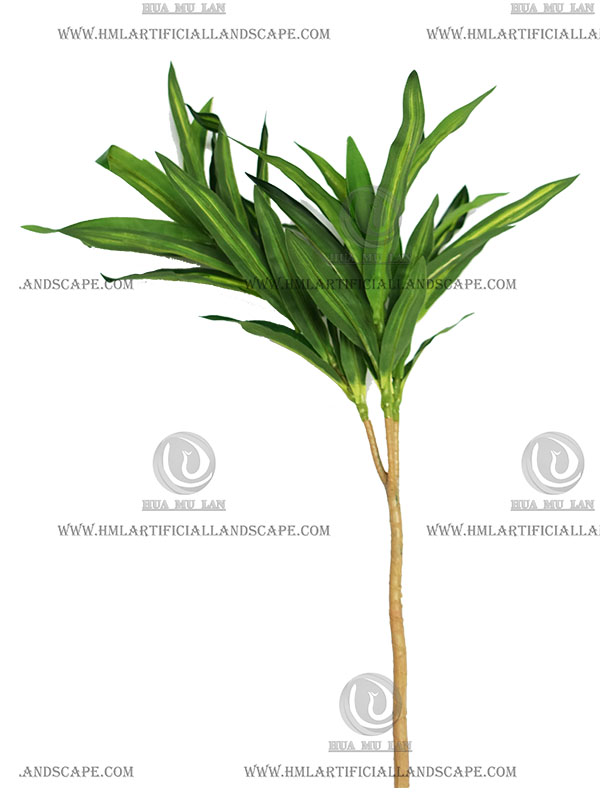 DRACAENA REFLEXA LEAF