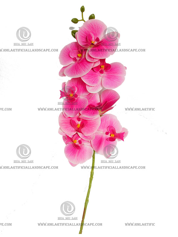 ORCHID
