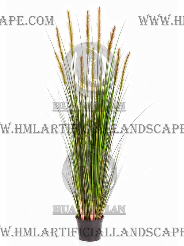 FOXTAIL GRASS