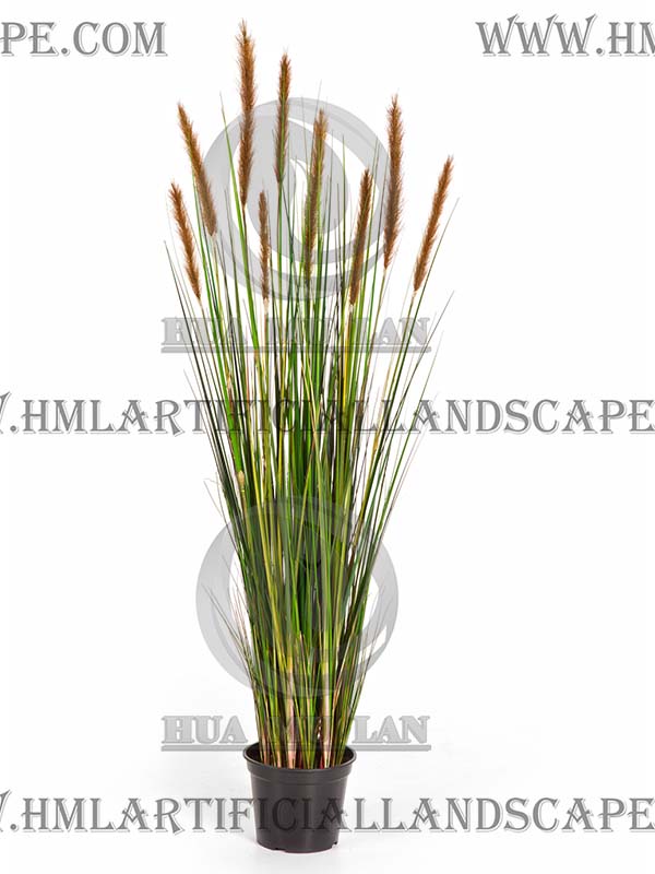 ONION GRASS