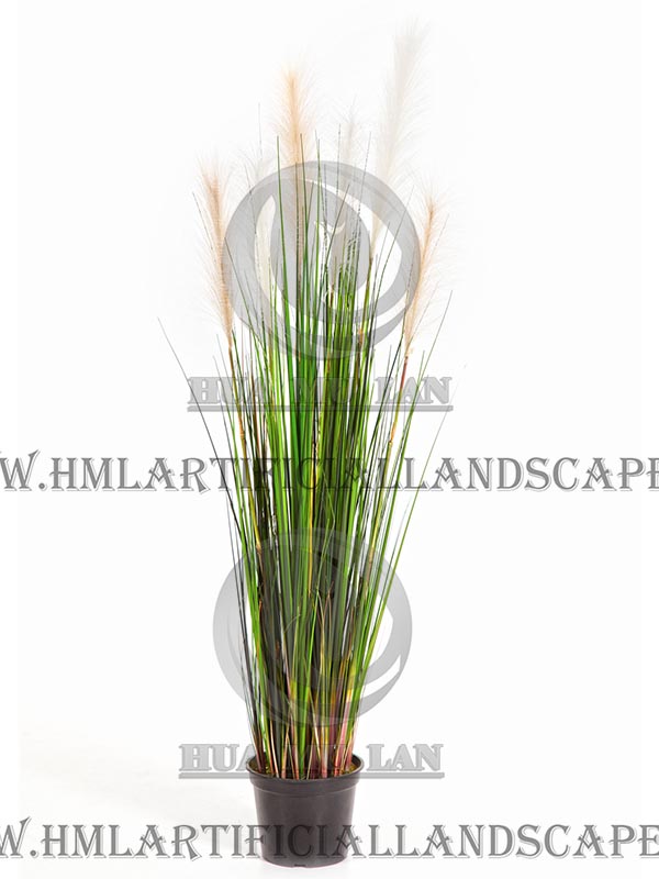 ONION GRASS