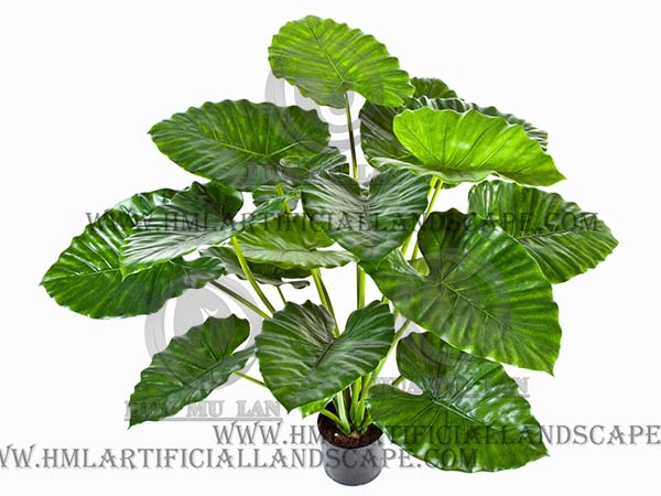 PHILODENDRON PLANT