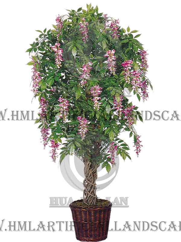 BEAN FLOWER TREE